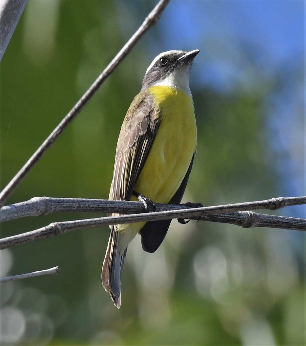 Social Flycatcher - ML520848001