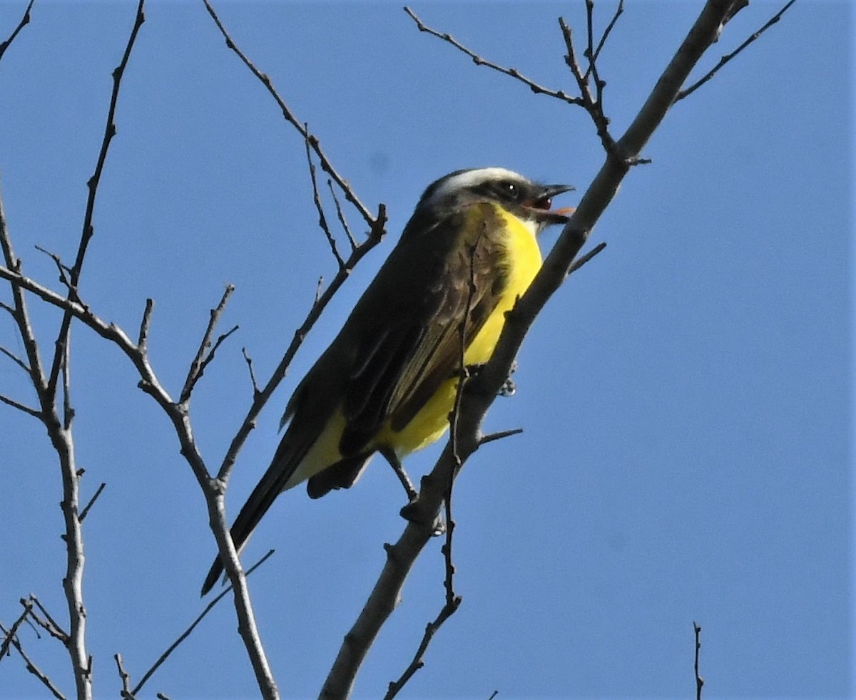 Social Flycatcher - David True