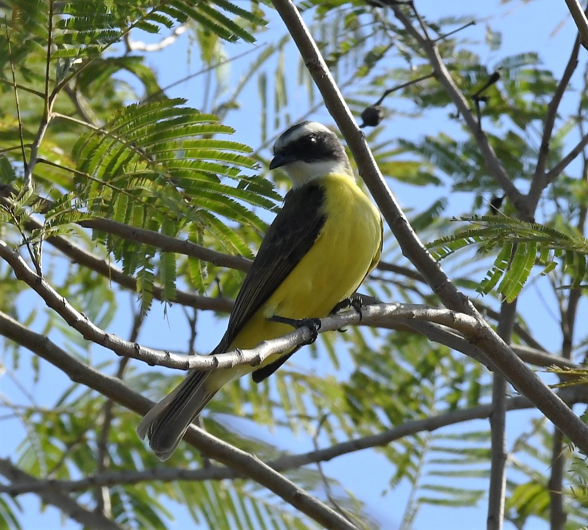Social Flycatcher - ML520849051