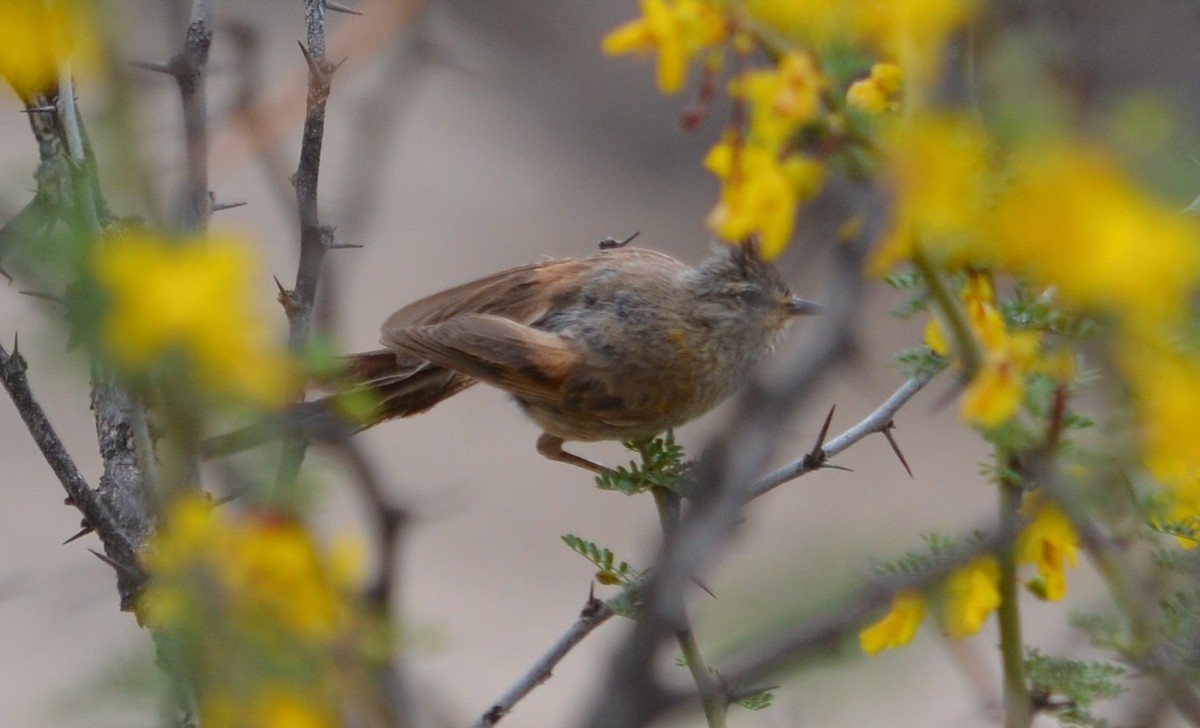 Tufted Tit-Spinetail - ML520849091
