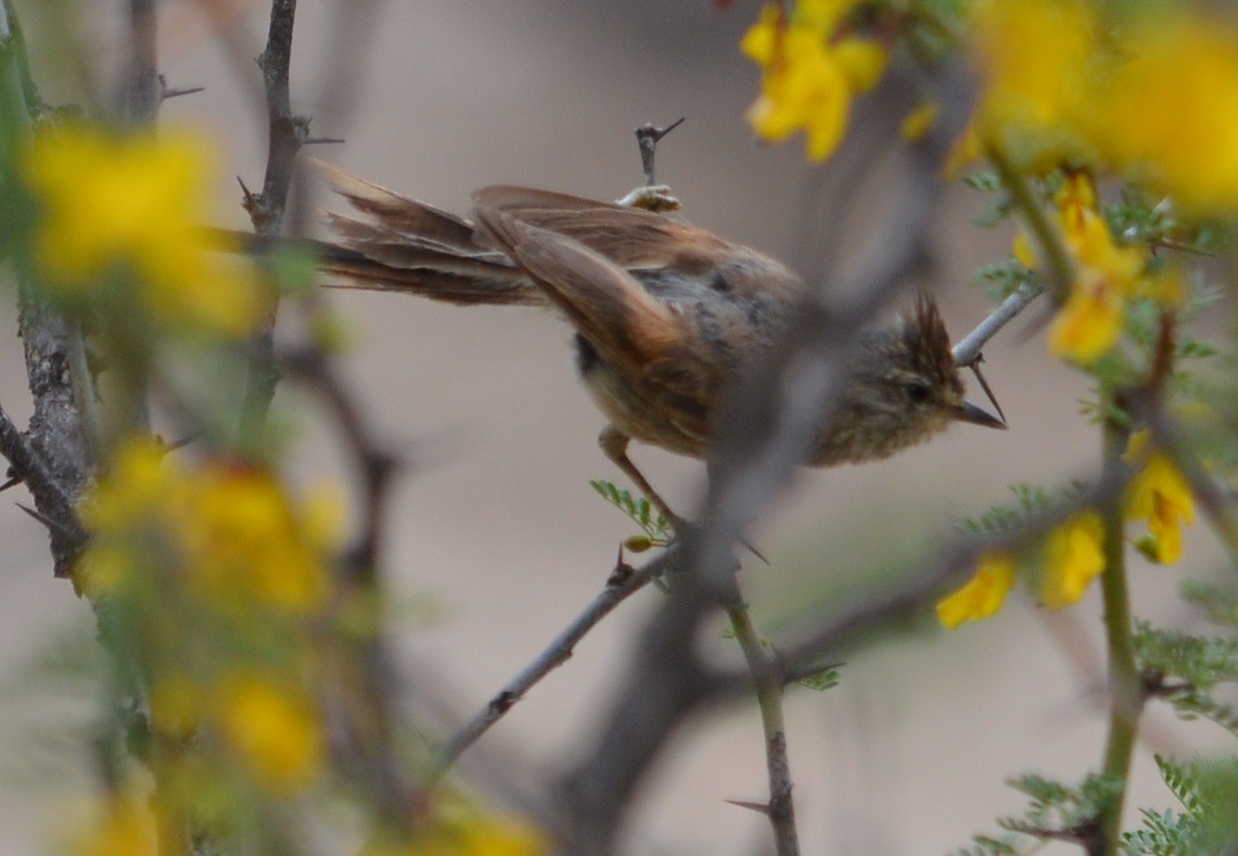 Tufted Tit-Spinetail - ML520849101