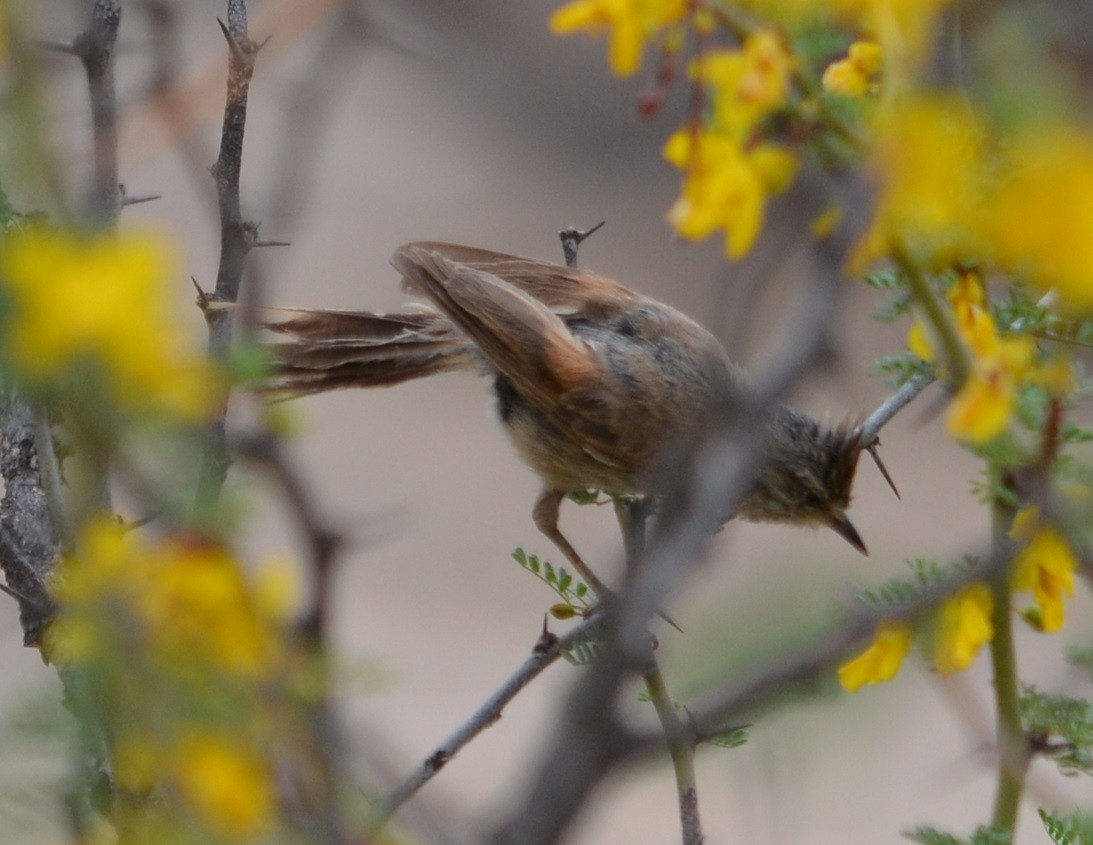 Tufted Tit-Spinetail - ML520849121