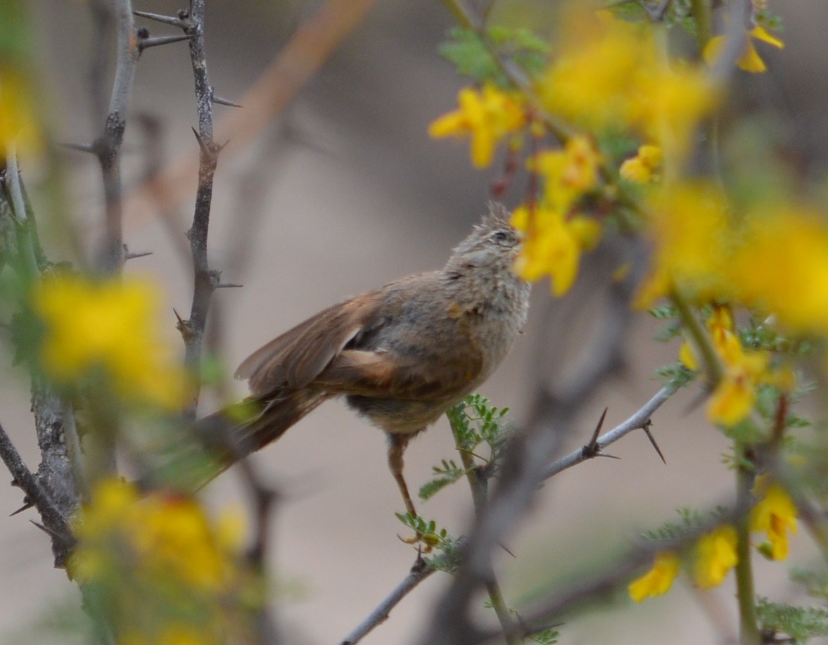 Tufted Tit-Spinetail - ML520849131