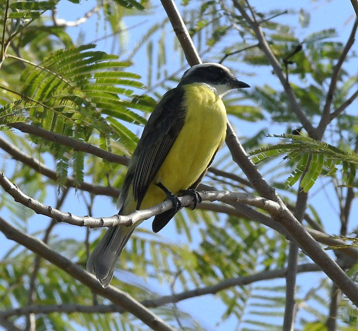 Social Flycatcher - ML520849311