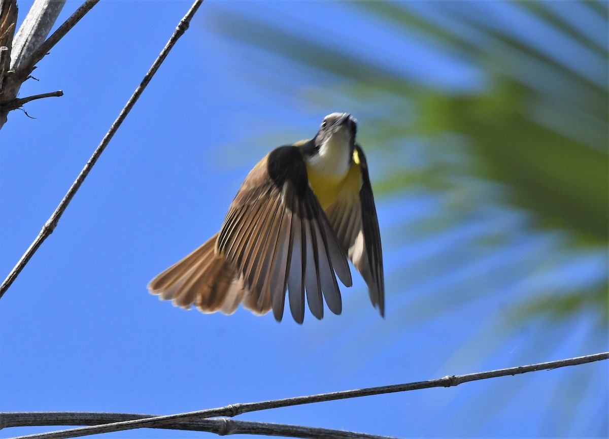 Social Flycatcher - ML520849341