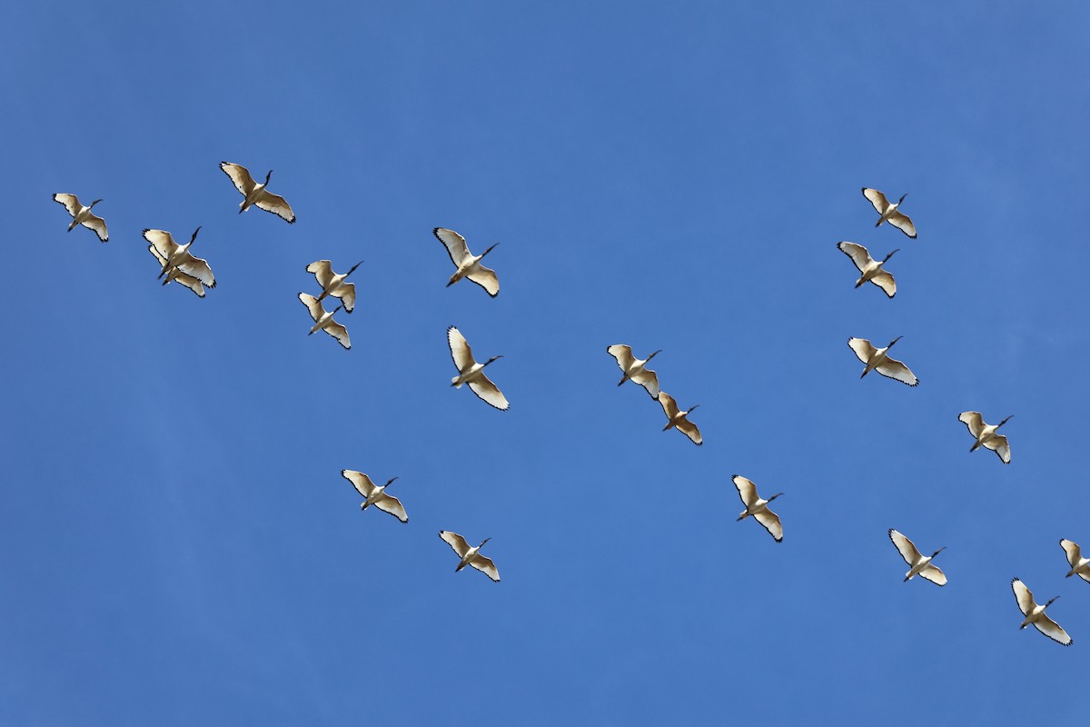 African Sacred Ibis - Michele Burnat