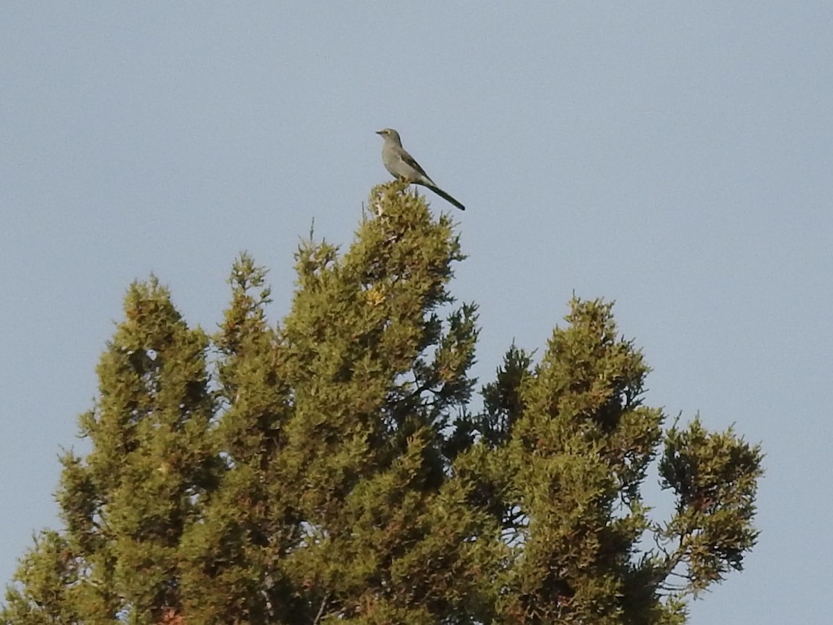 Townsend's Solitaire - ML520849581
