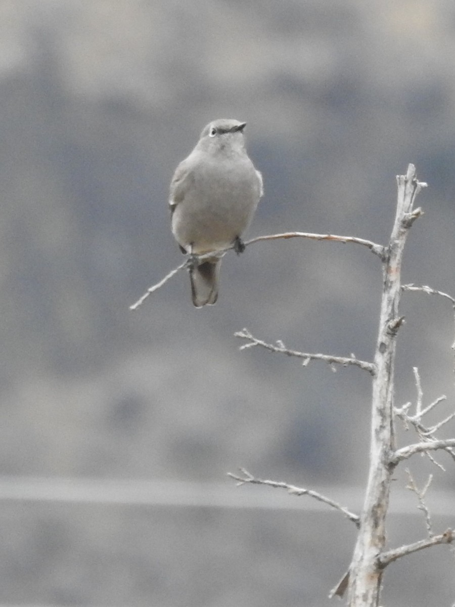 Townsend's Solitaire - ML520850221