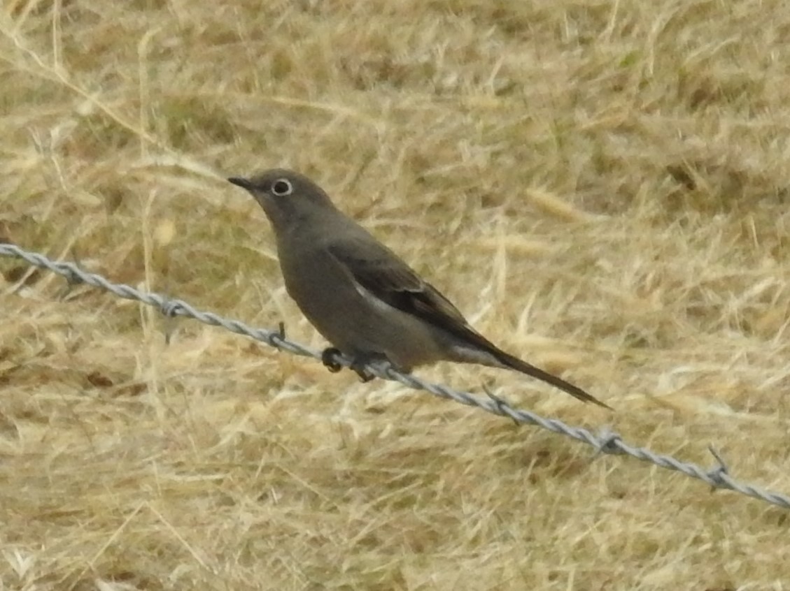 Townsend's Solitaire - ML520850231