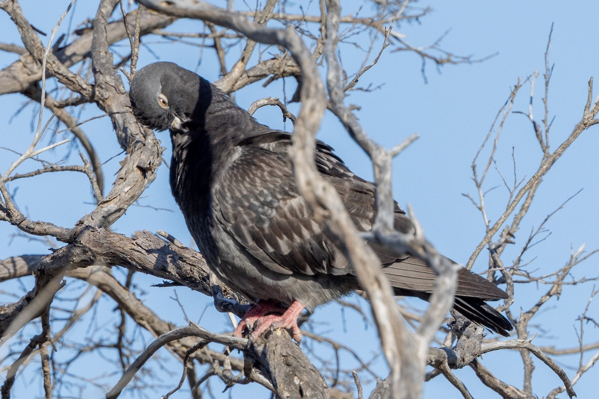 Rock Pigeon (Feral Pigeon) - ML520850351