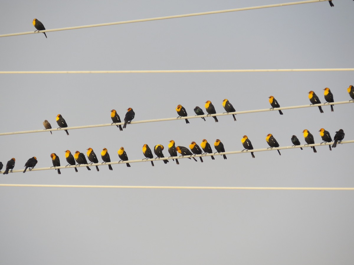 Yellow-headed Blackbird - Susan Patla