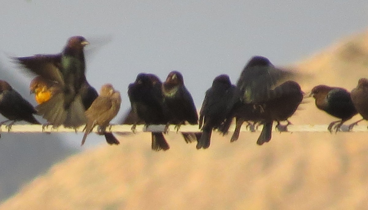 Brown-headed Cowbird - Susan Patla