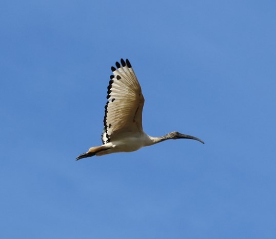 ibis posvátný - ML520850661