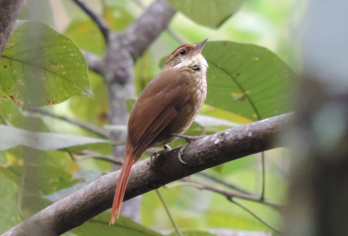 Buff-browed Foliage-gleaner - Tatiana Pongiluppi | Brazil Birding Experts