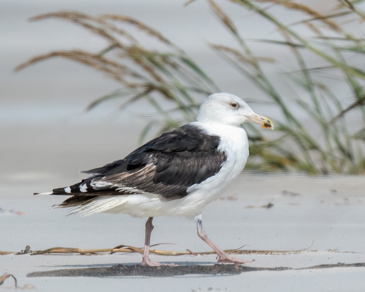 Great Black-backed Gull - ML520853551