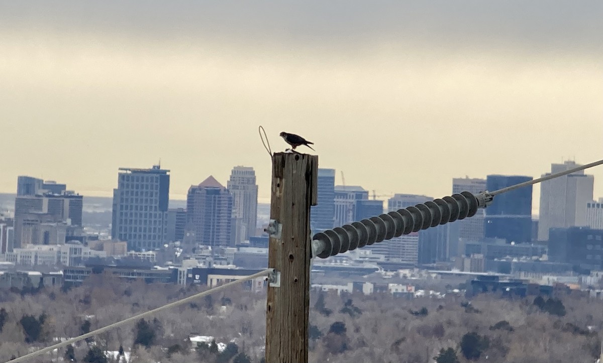 Merlin (Taiga) - ML520854341