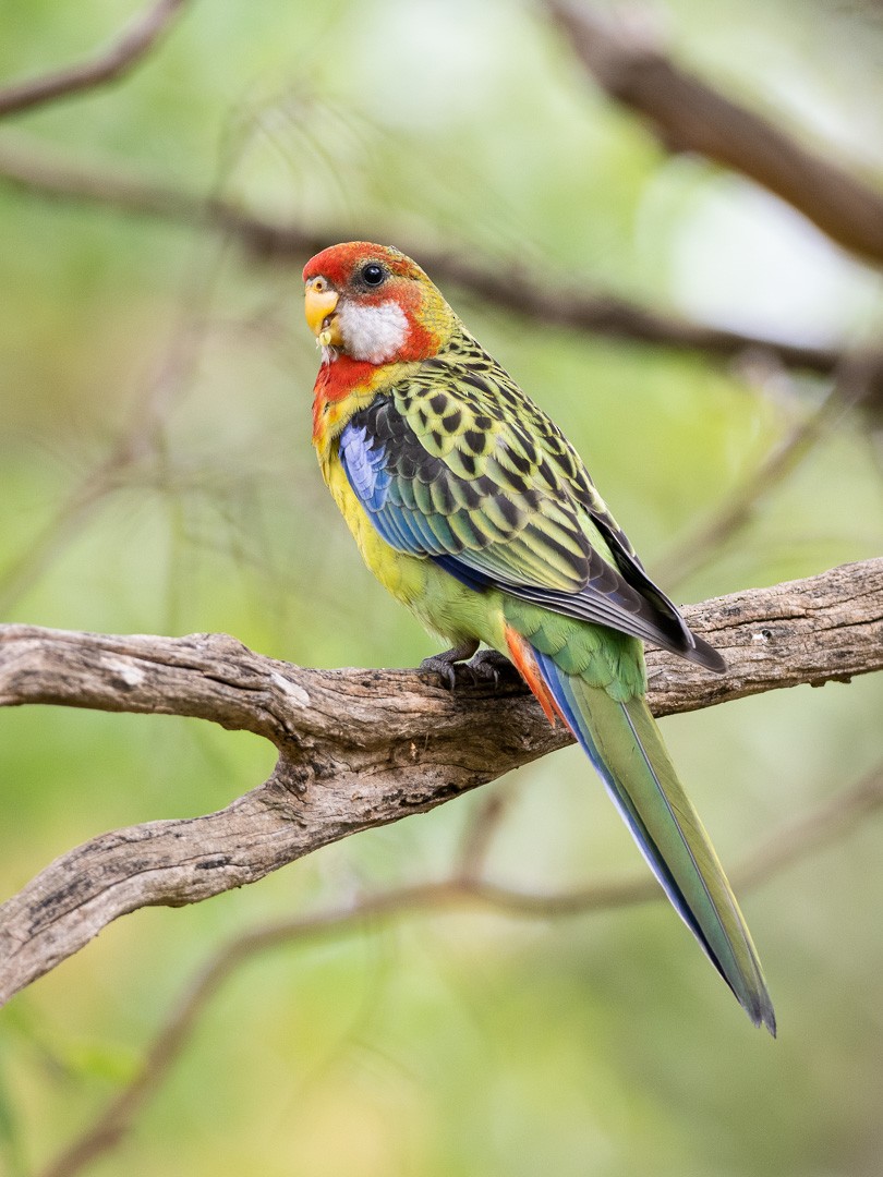 Eastern Rosella - ML520855941