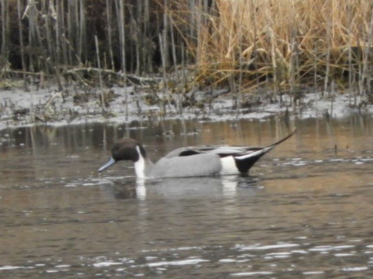 Northern Pintail - ML520856041