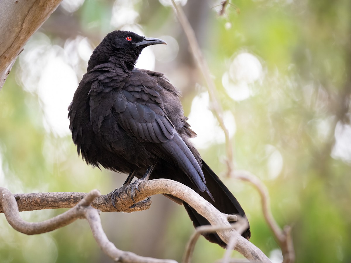 White-winged Chough - ML520856251