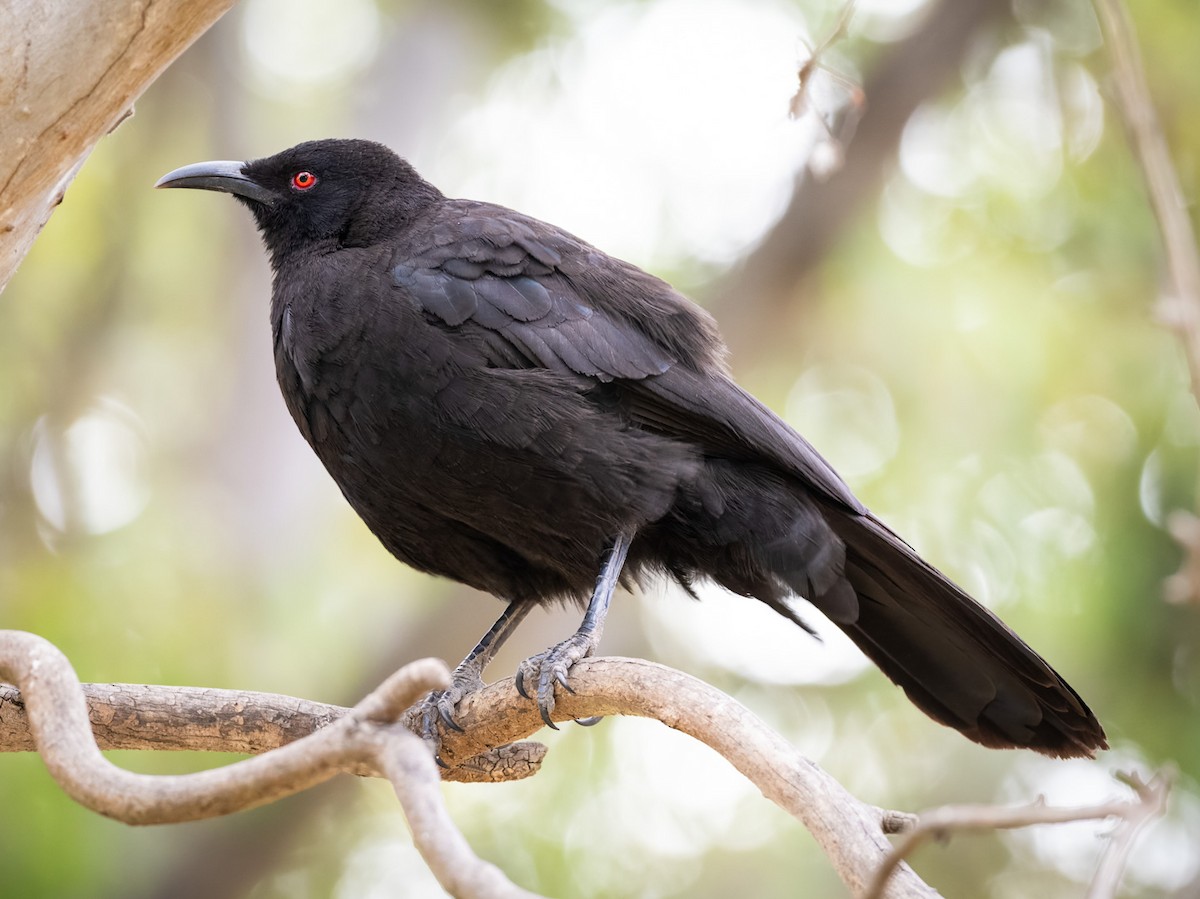 White-winged Chough - ML520856261