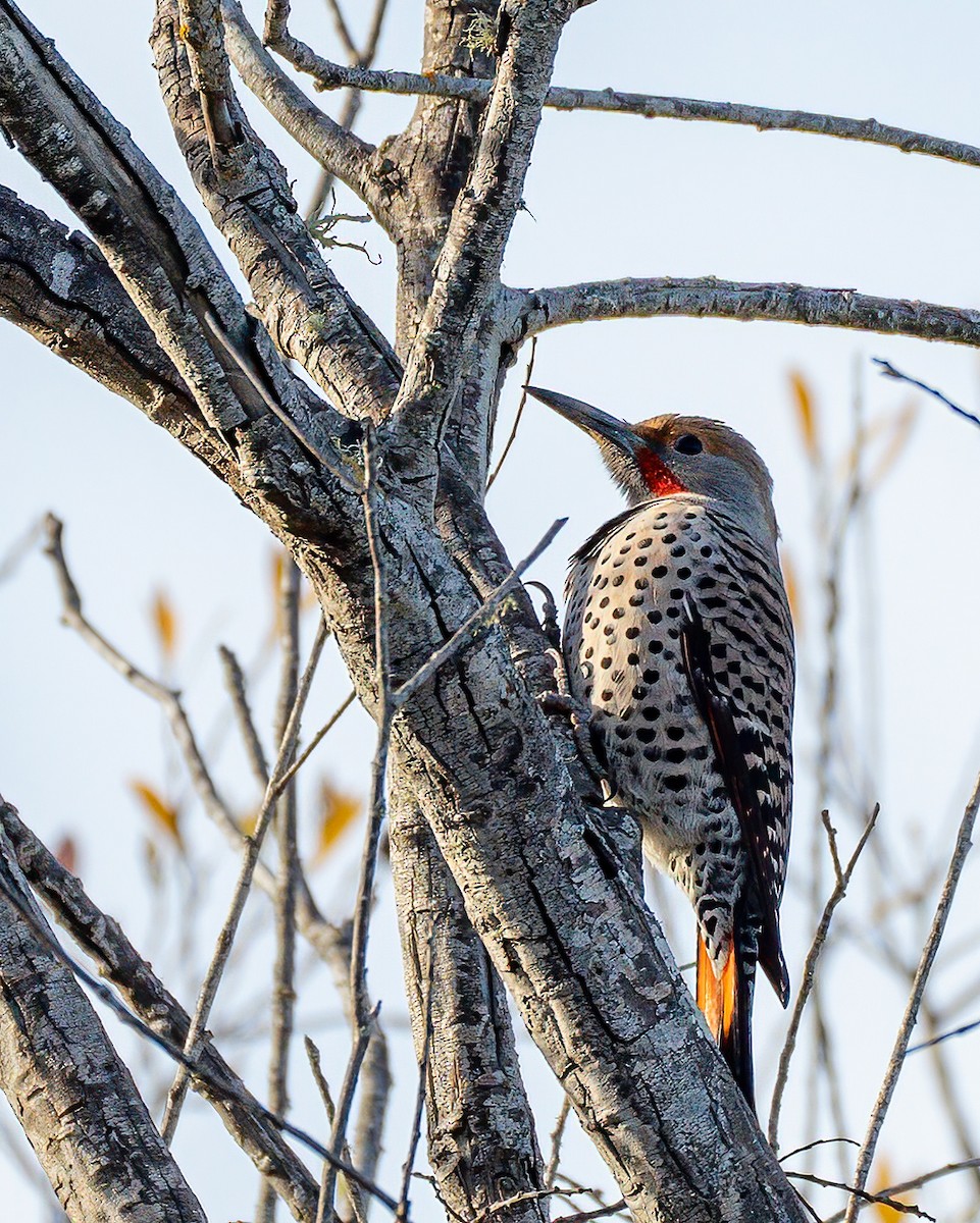 Northern Flicker - ML520857781