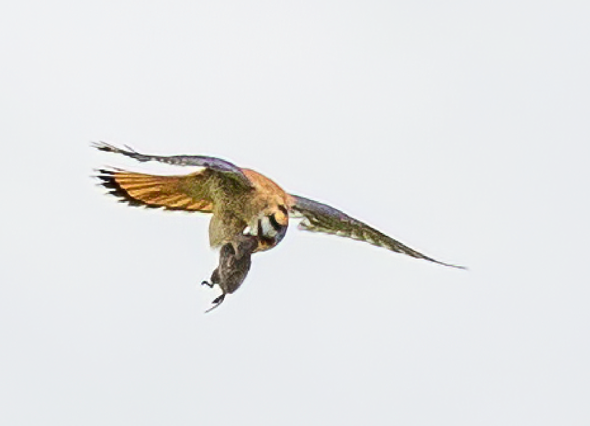 American Kestrel - ML520858211