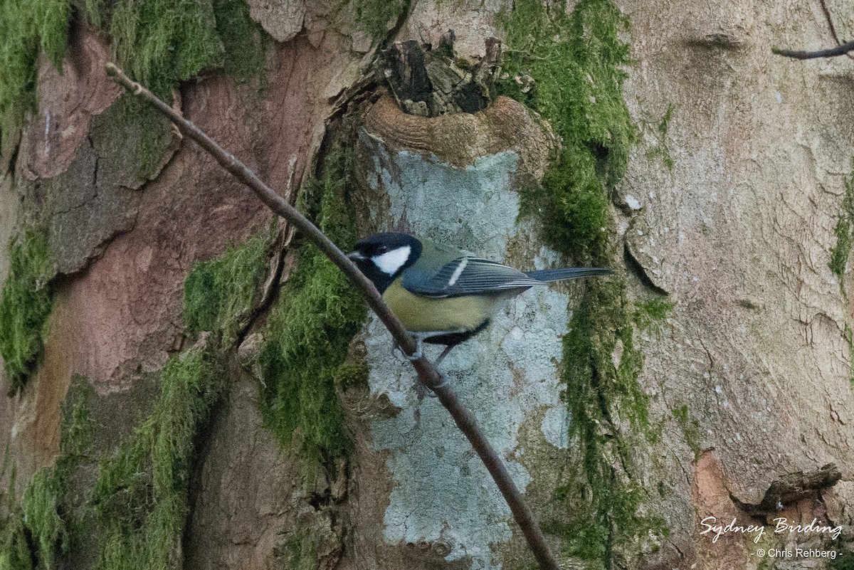 Great Tit - ML520859151