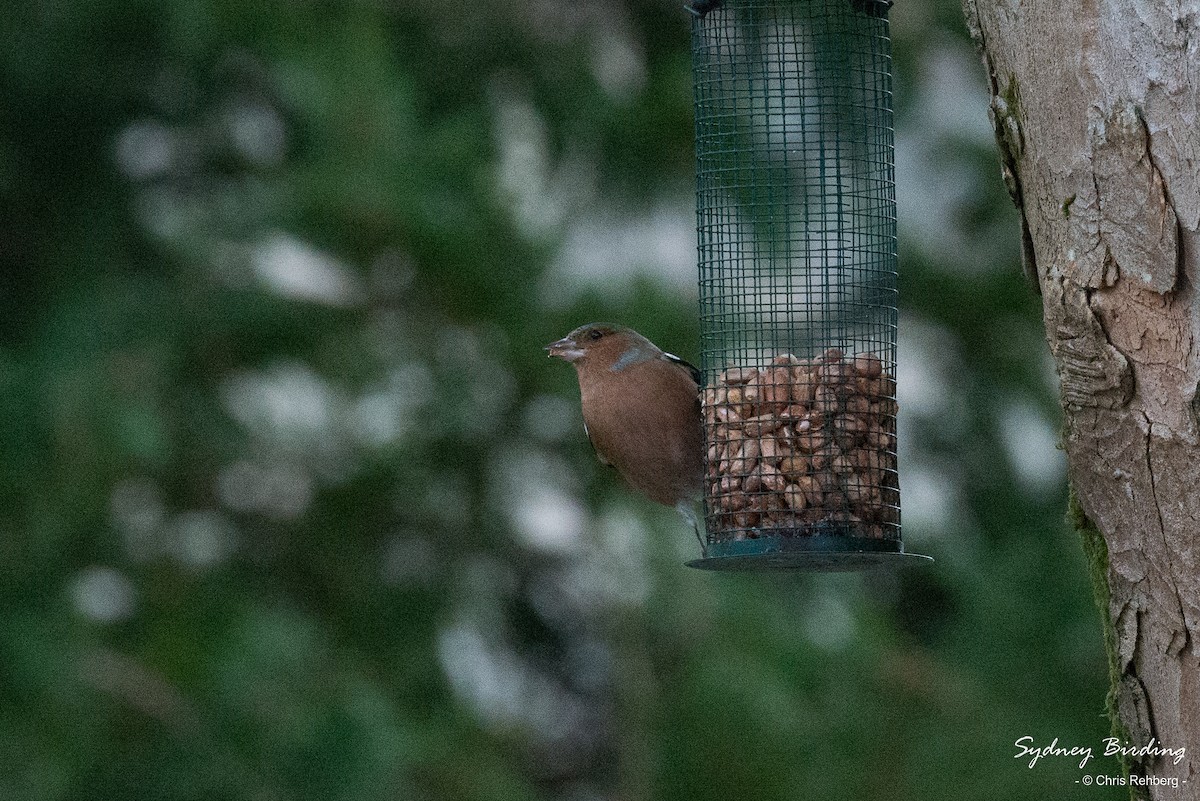 Common Chaffinch - ML520859711