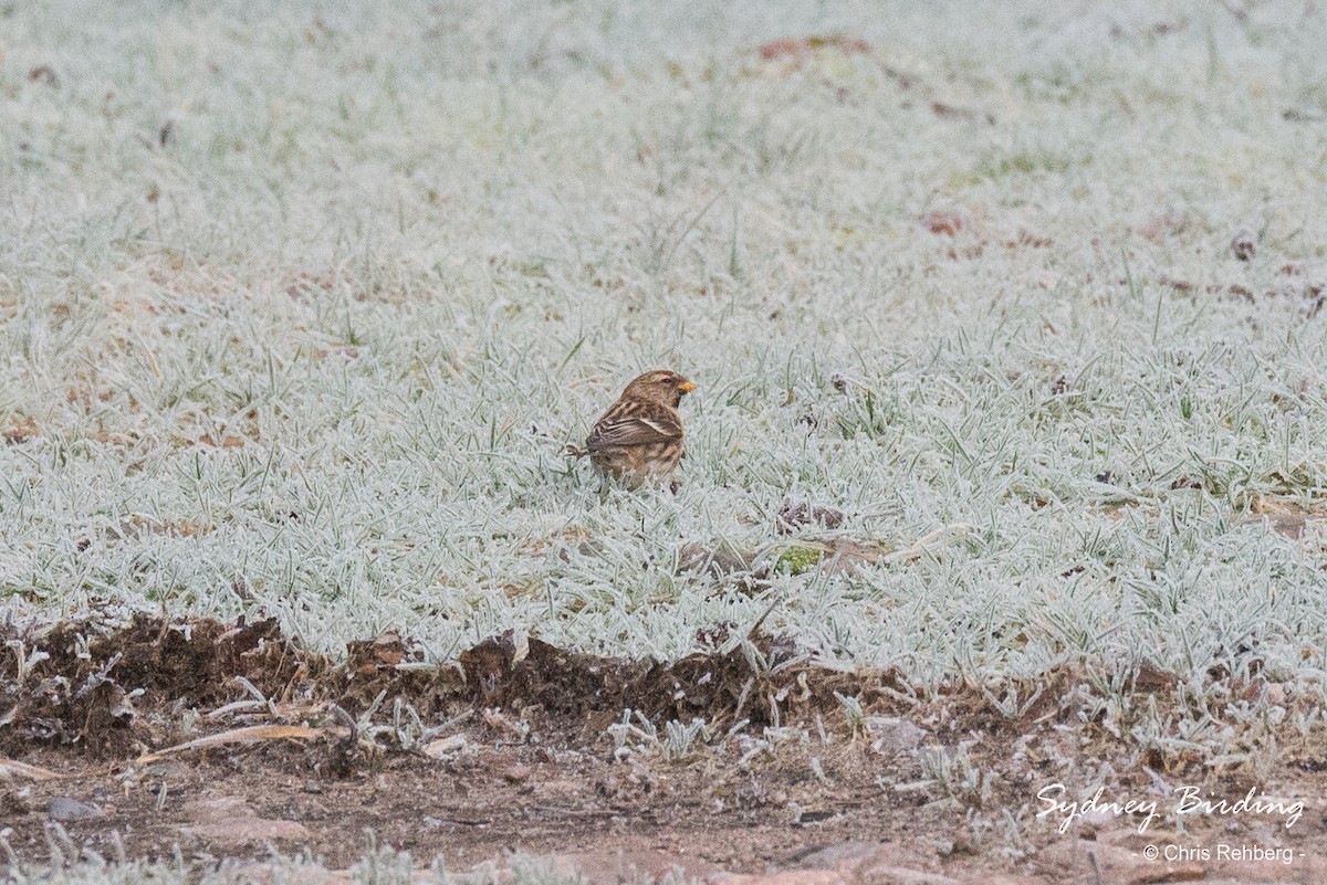 Lesser Redpoll - ML520859971