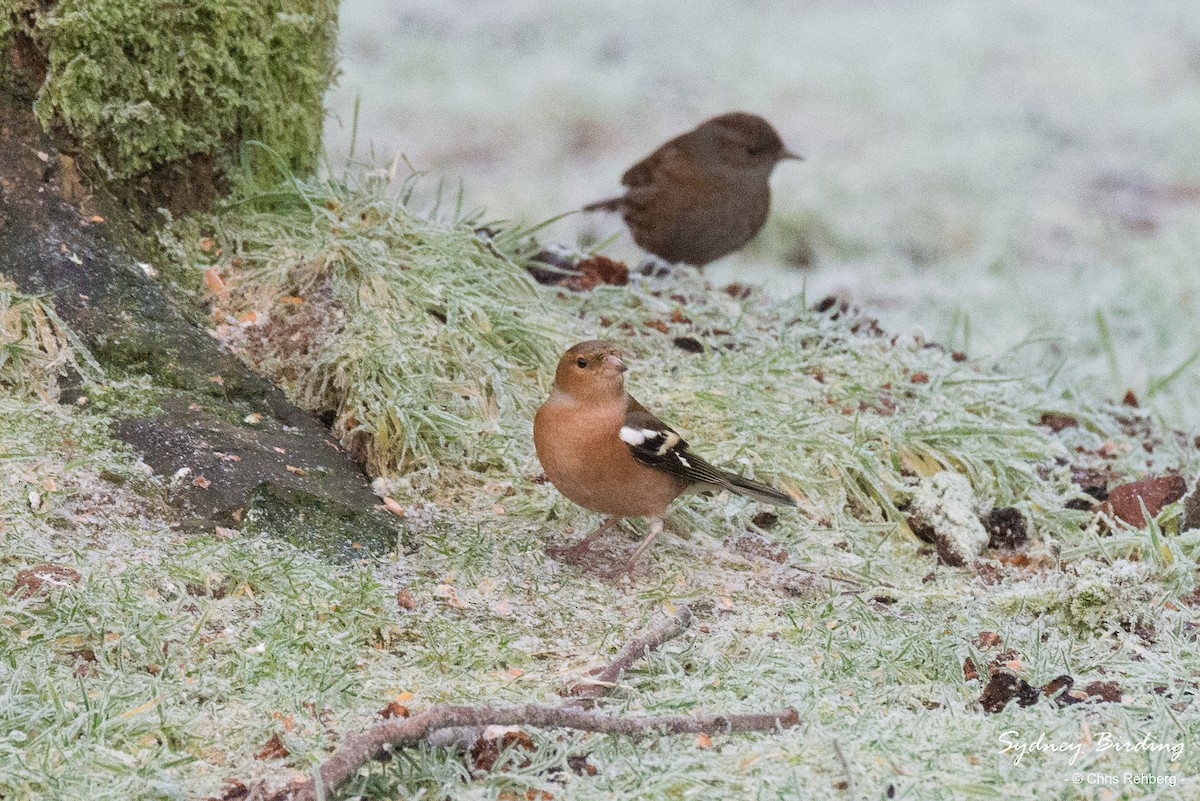 Common Chaffinch - ML520860361