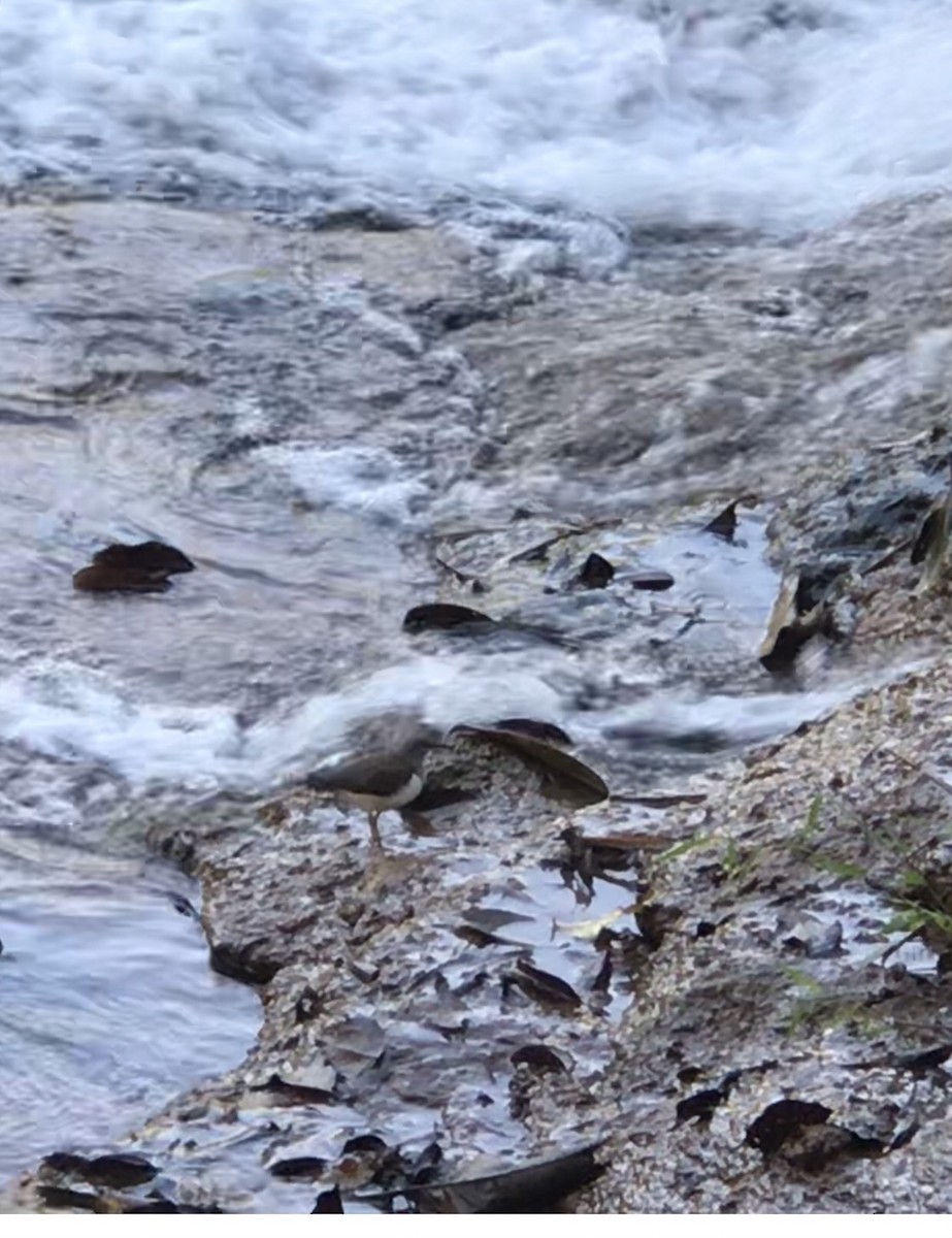 Common Sandpiper - ML520861261