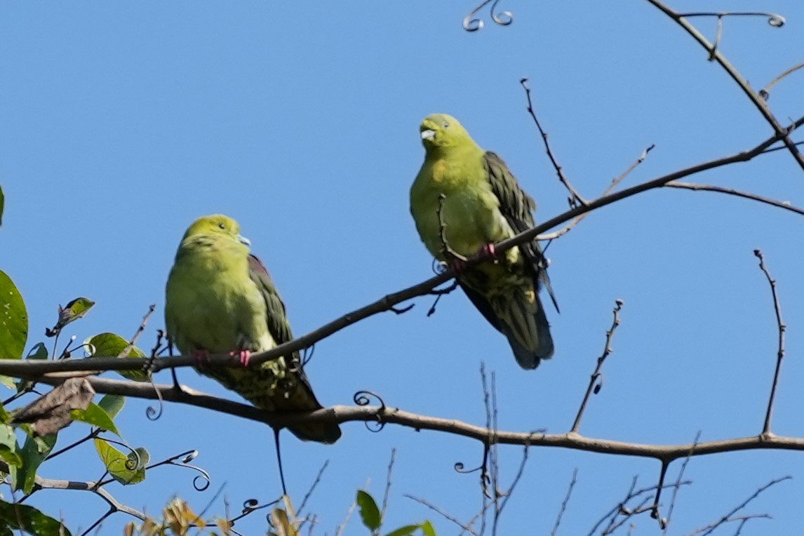 Ml520862051 - Wedge-tailed Green-pigeon - Macaulay Library