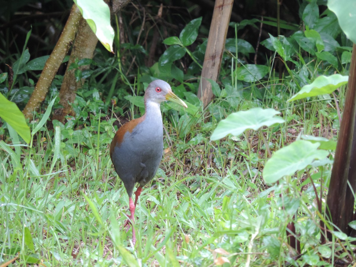 Slaty-breasted Wood-Rail - Tatiana Pongiluppi