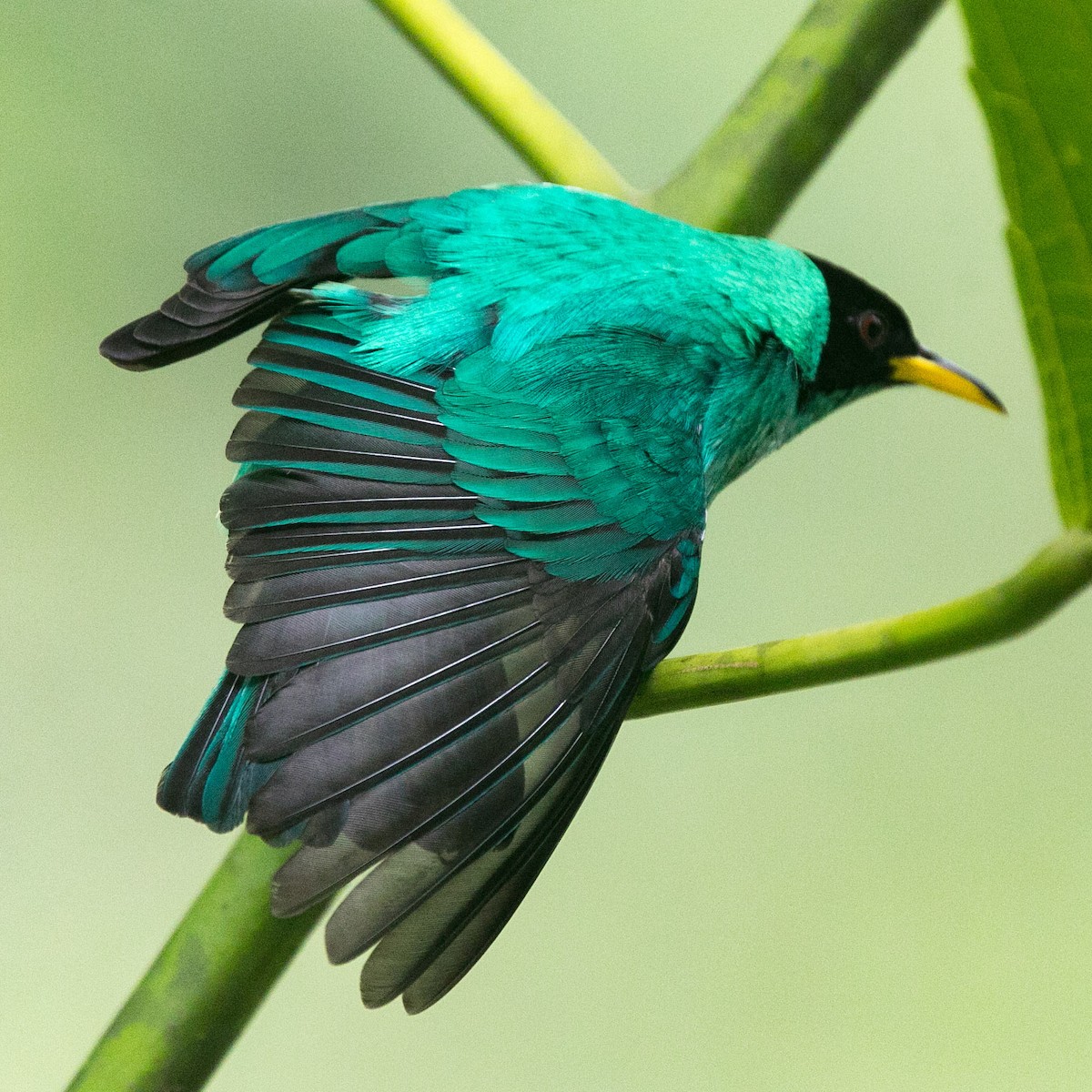 Green Honeycreeper - Isaias Morataya