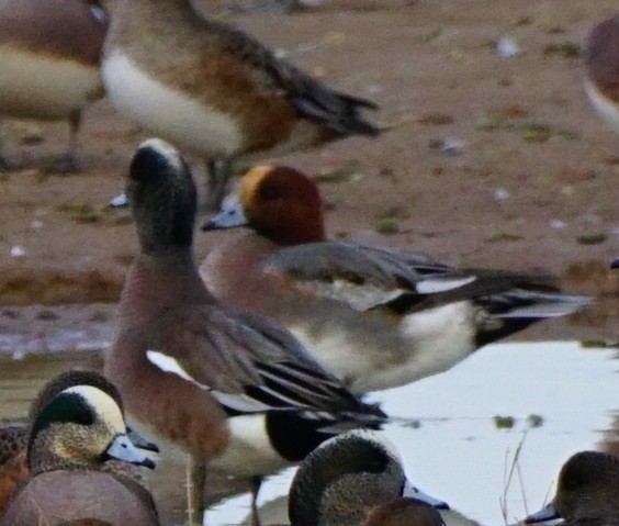 Eurasian Wigeon - Rose Marx