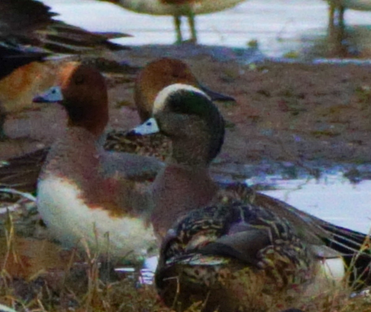 Eurasian Wigeon - Rose Marx