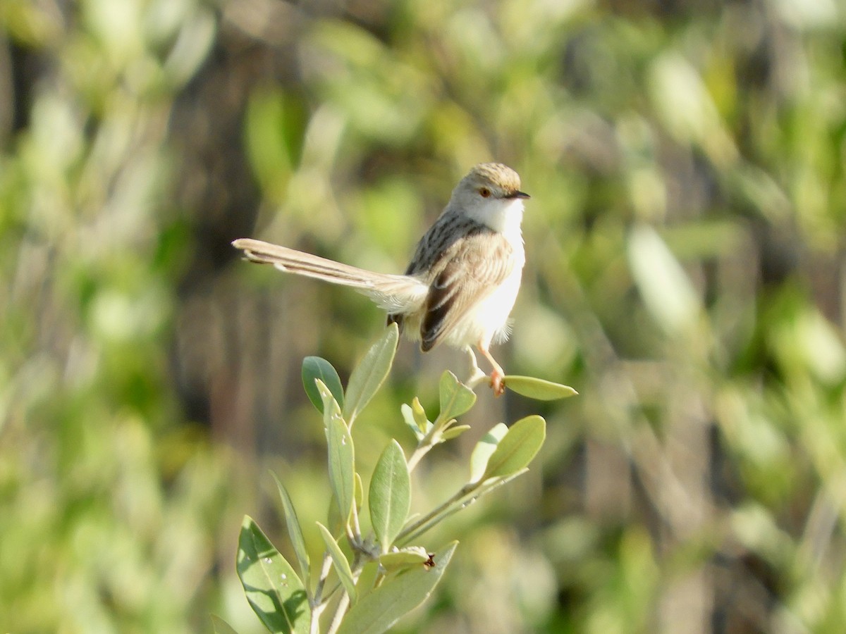 Graceful Prinia - ML520863981