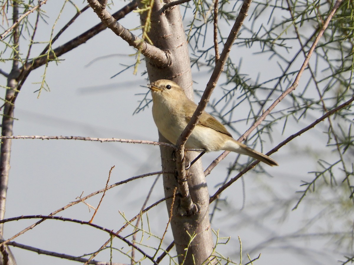 Common Chiffchaff - ML520864051