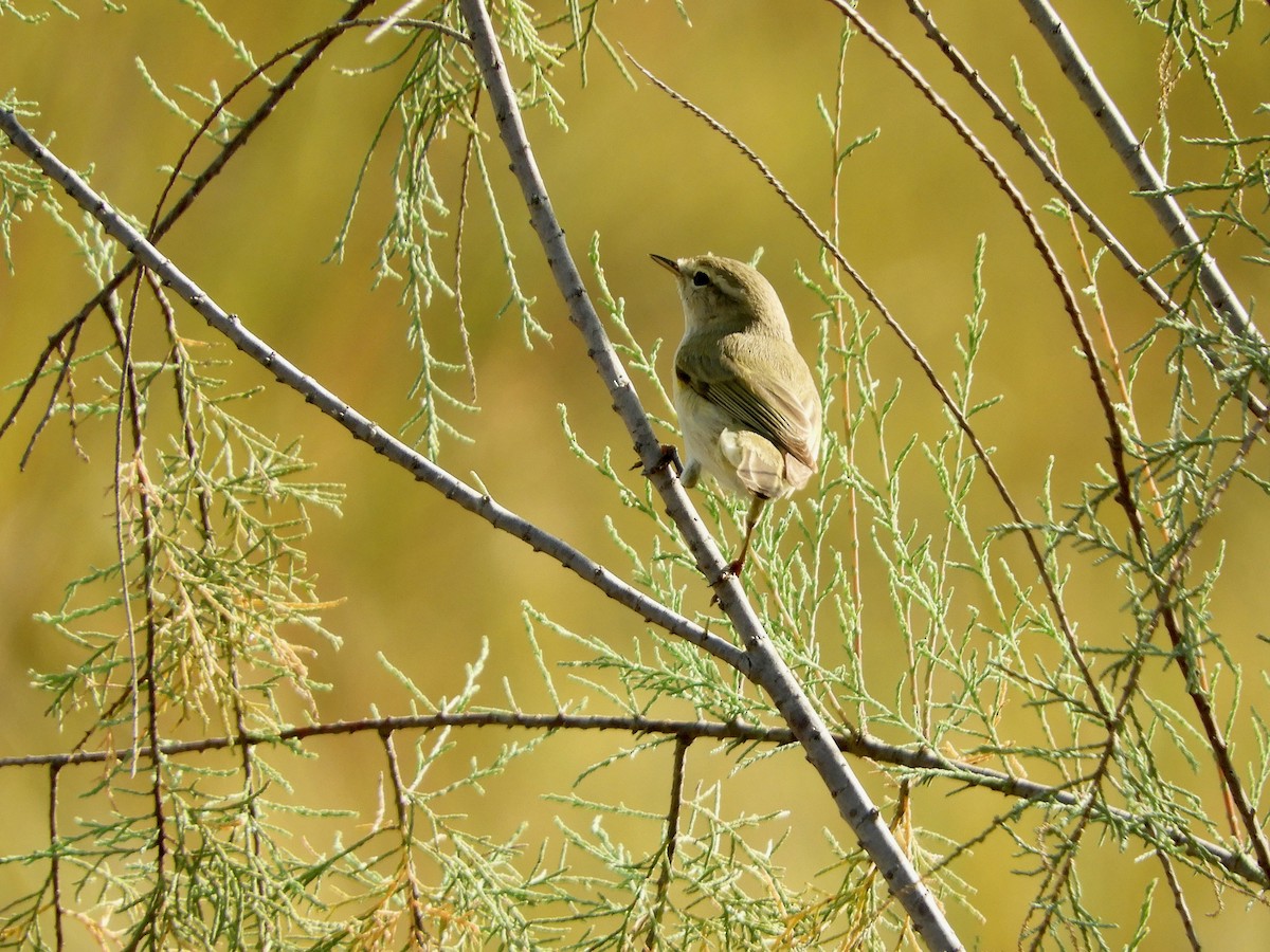 Mosquitero Común - ML520864071