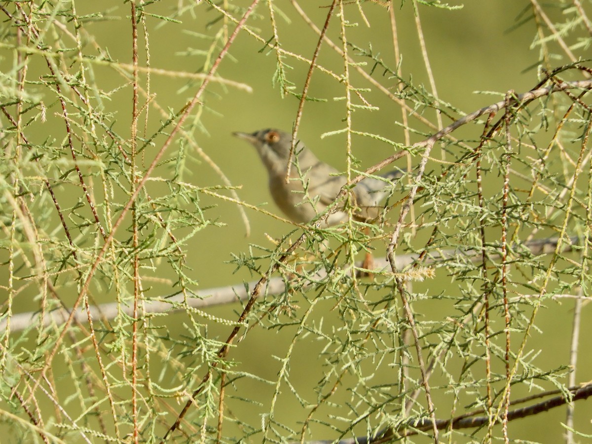 Menetries's Warbler - ML520864121