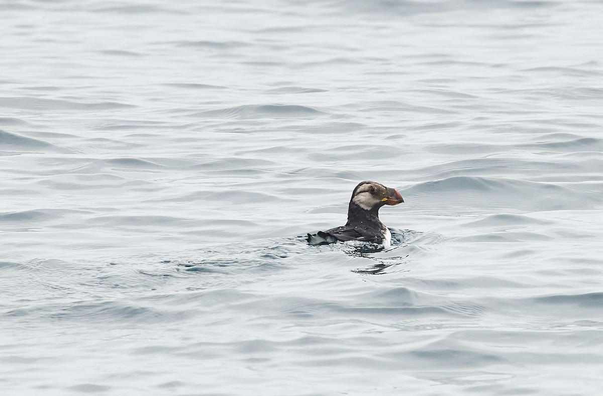 Horned Puffin - ML520865201