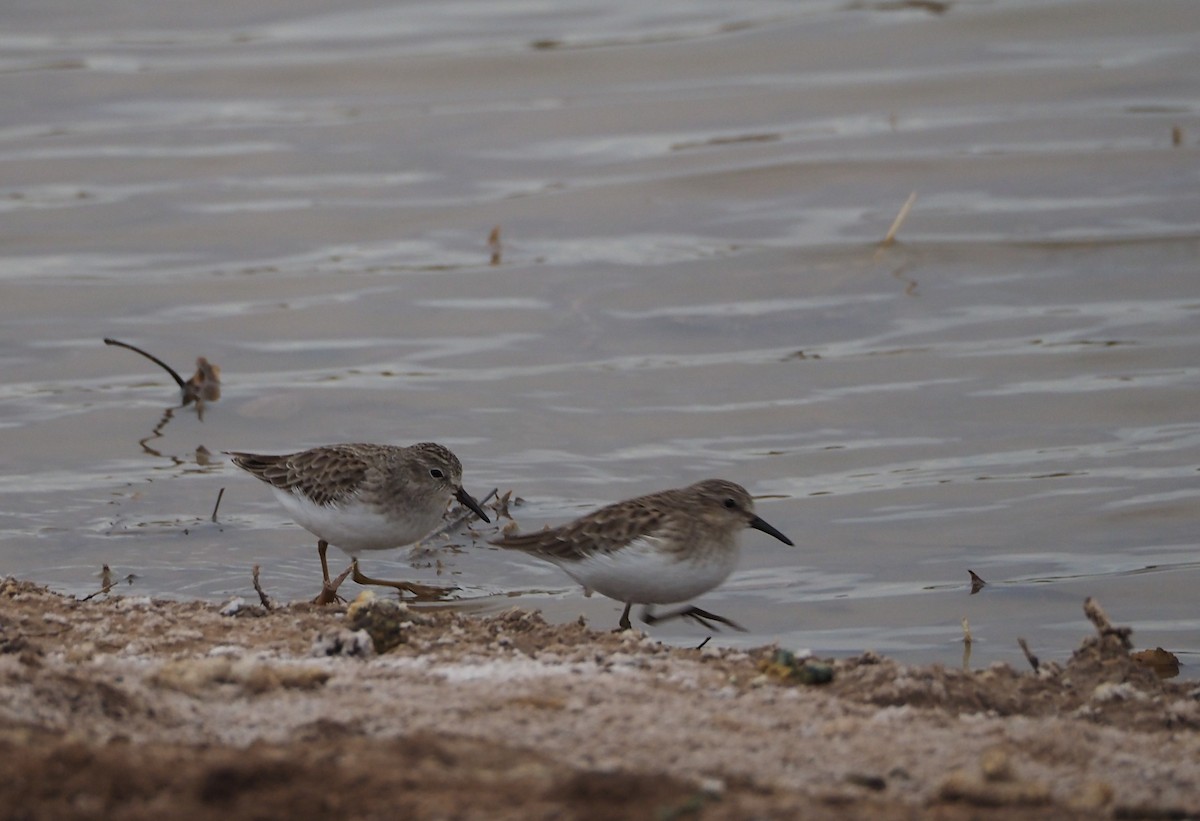 Least Sandpiper - ML520866971