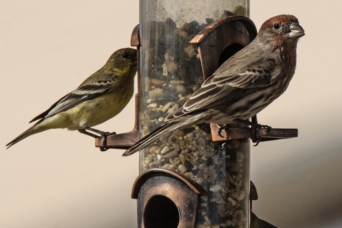 House Finch - Dale Bargmann