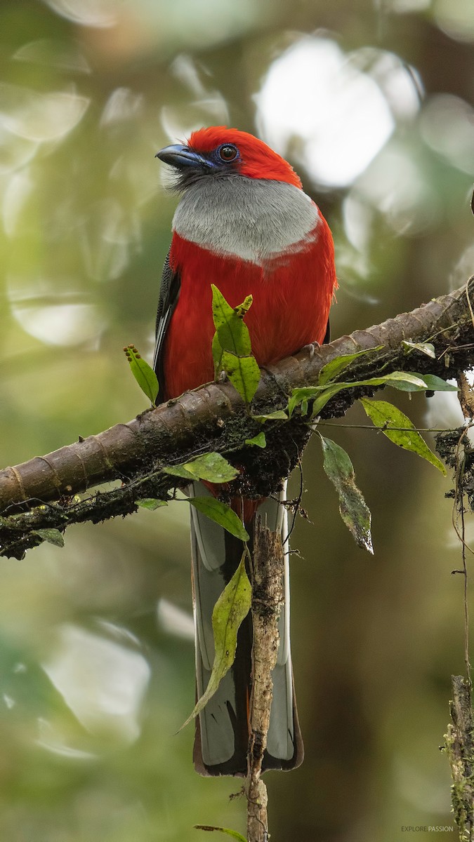 Whitehead's Trogon - ML520869141