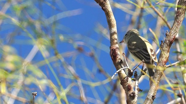 Northern Beardless-Tyrannulet - ML520869231