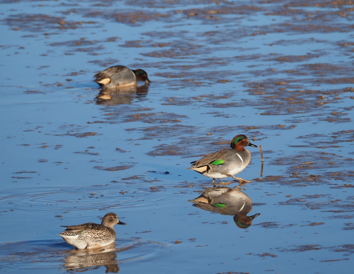 Green-winged Teal - Gloria Nikolai