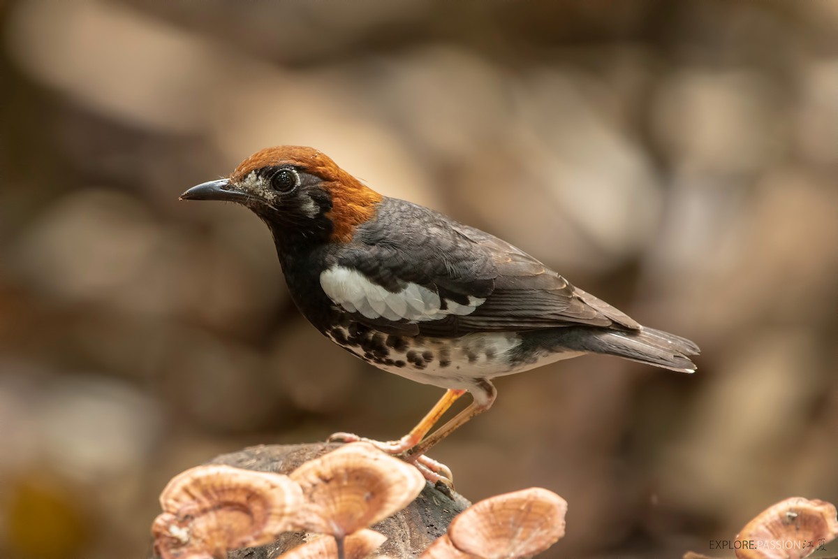 Chestnut-capped Thrush - Wai Loon Wong