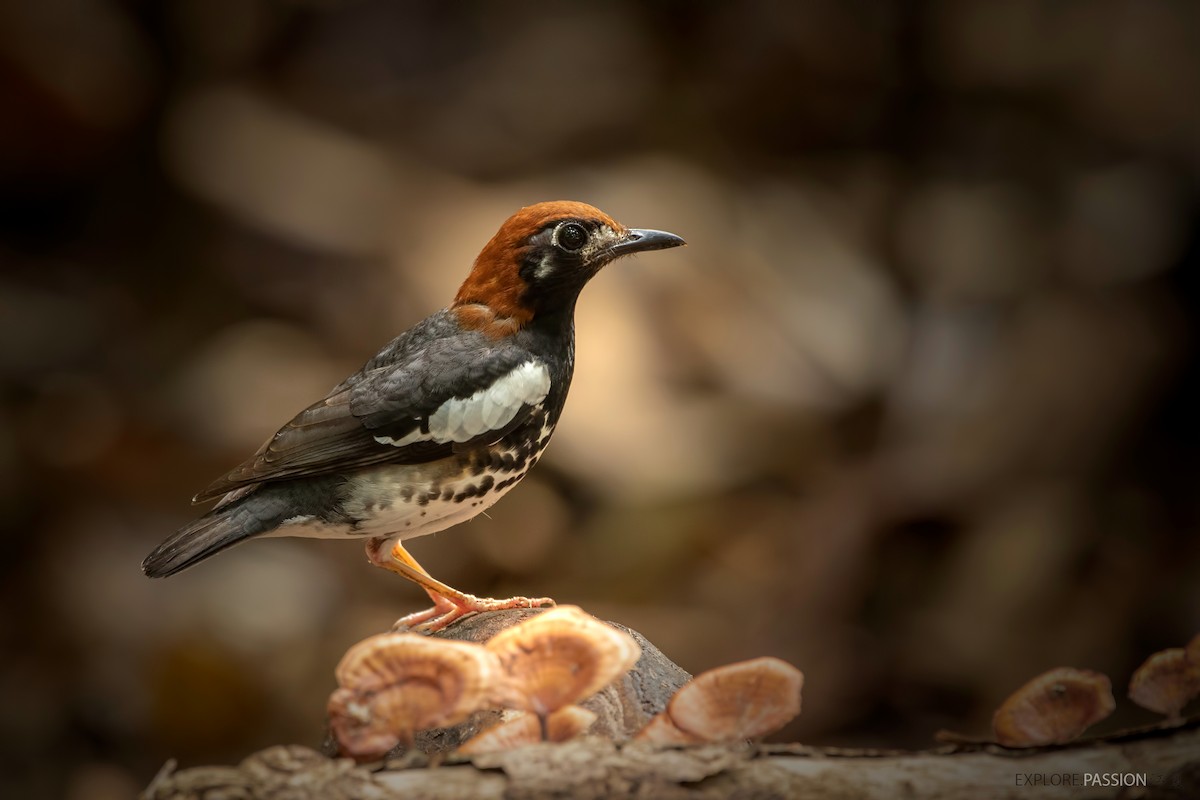 Chestnut-capped Thrush - ML520870411