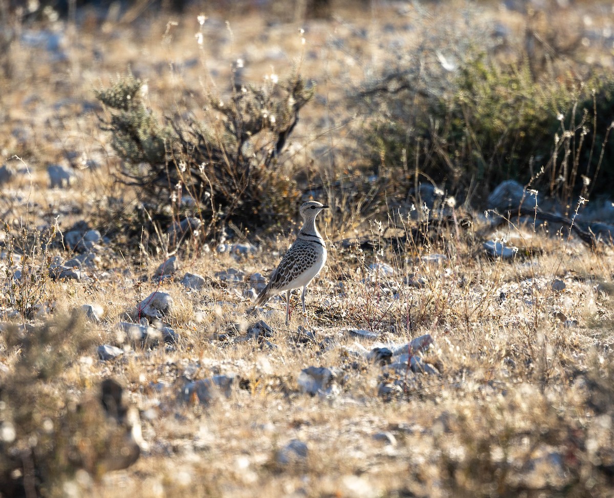 Double-banded Courser - ML520871291