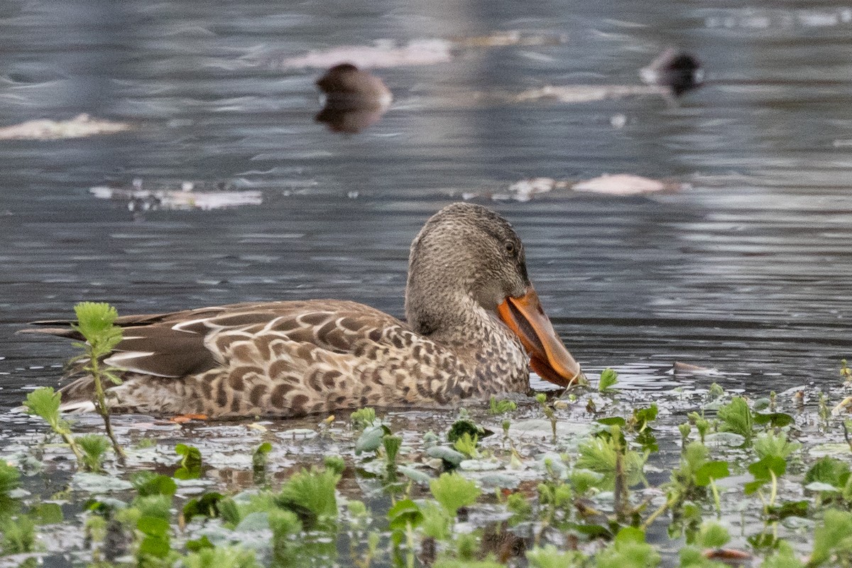 Northern Shoveler - ML520871371